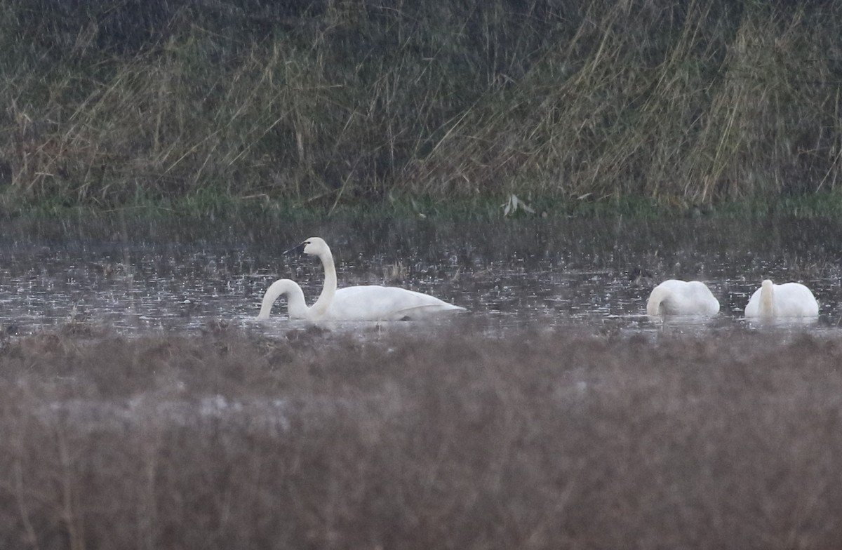 Cygne siffleur - ML383245921