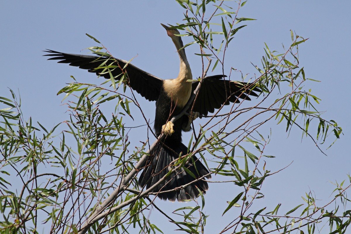 Anhinga - Jay McGowan