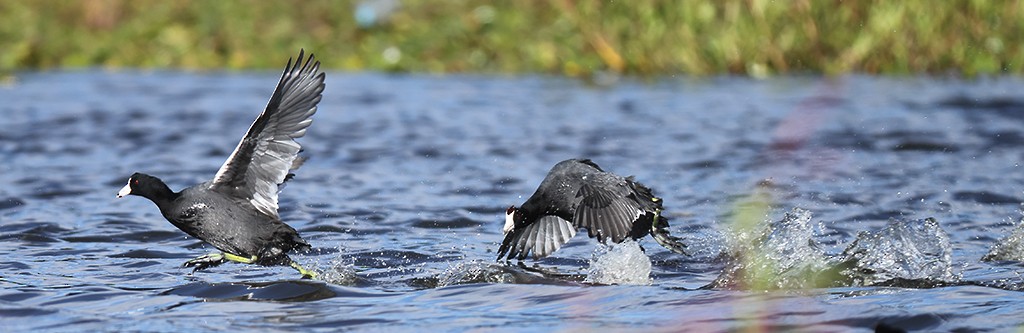 American Coot (Red-shielded) - manuel grosselet