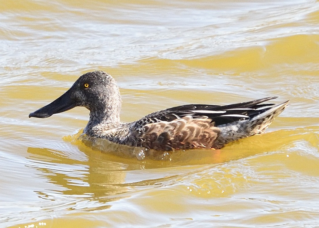 Northern Shoveler - ML383246961