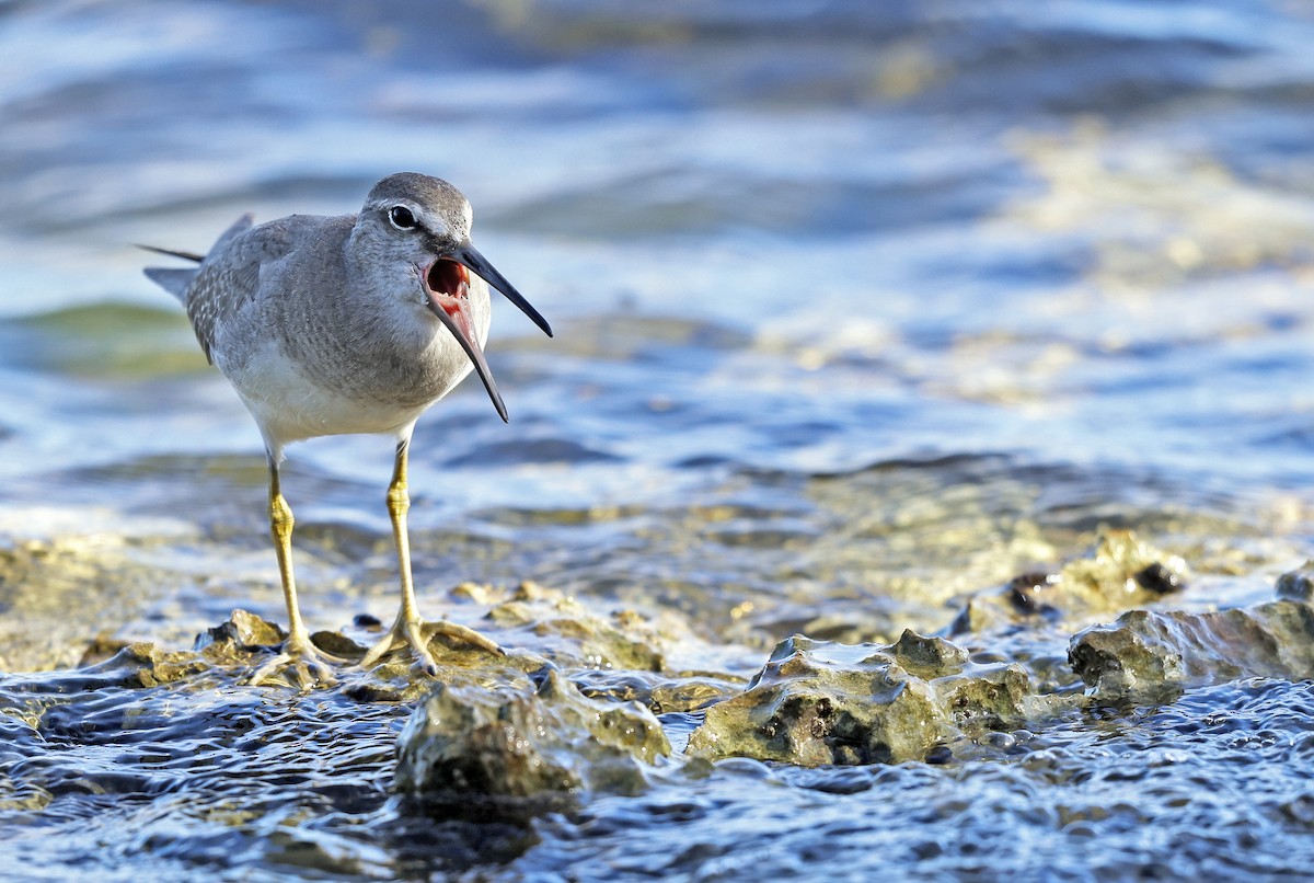 Grauschwanz-Wasserläufer - ML383247511