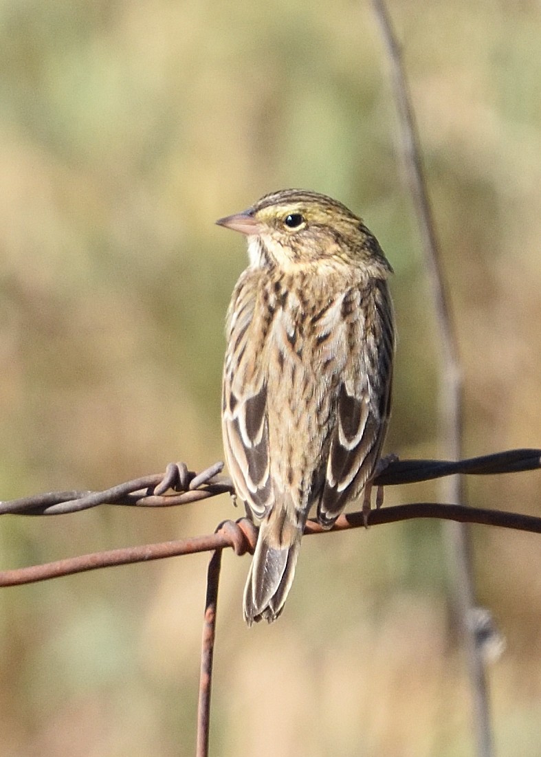 Savannah Sparrow - ML383247641