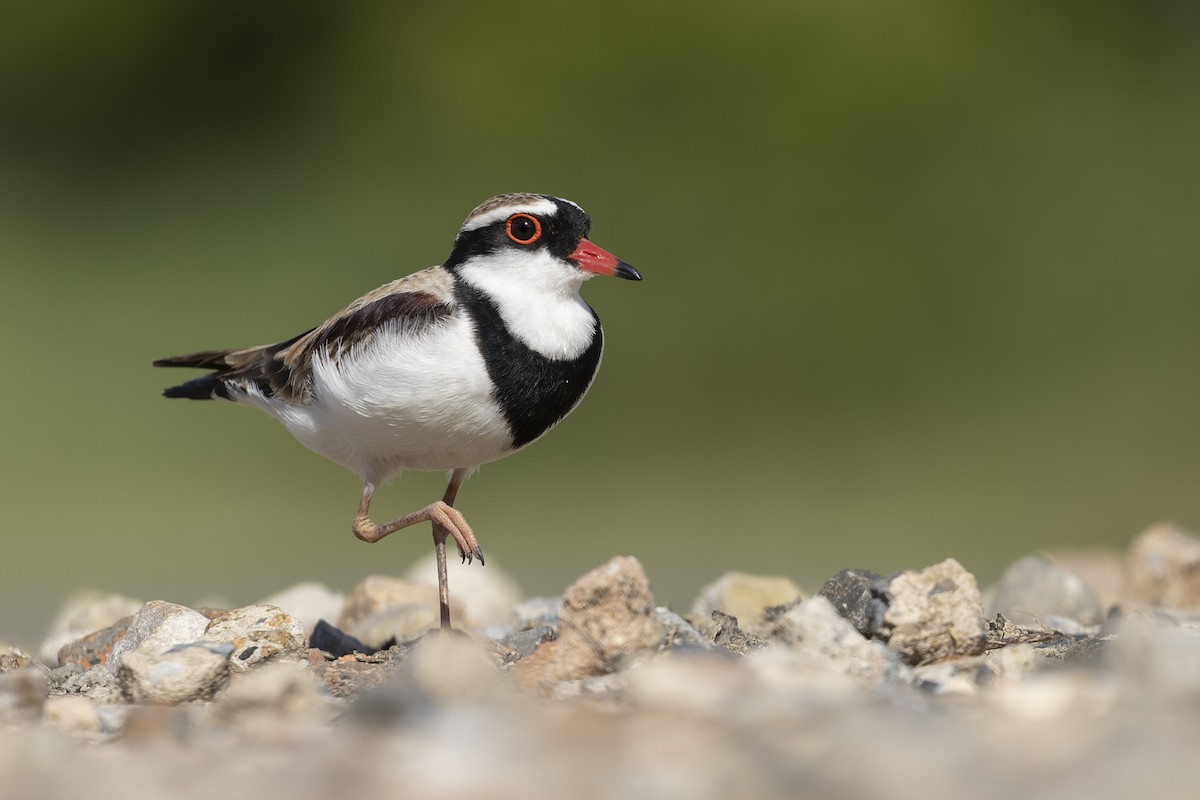 Black-fronted Dotterel - Timothy Paasila