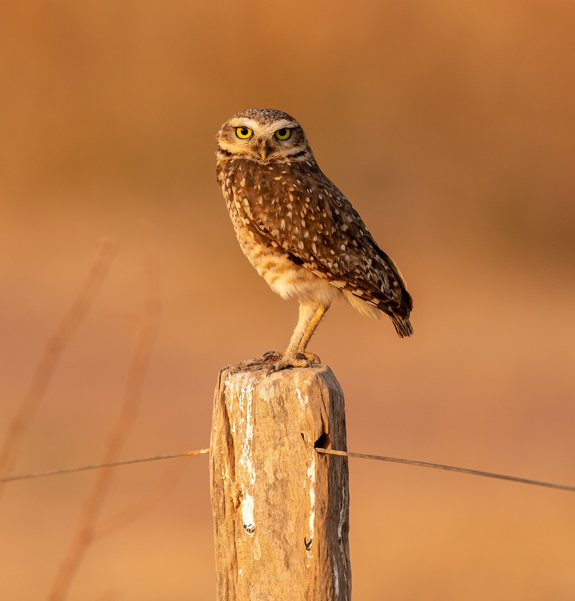 Burrowing Owl - ML383248251