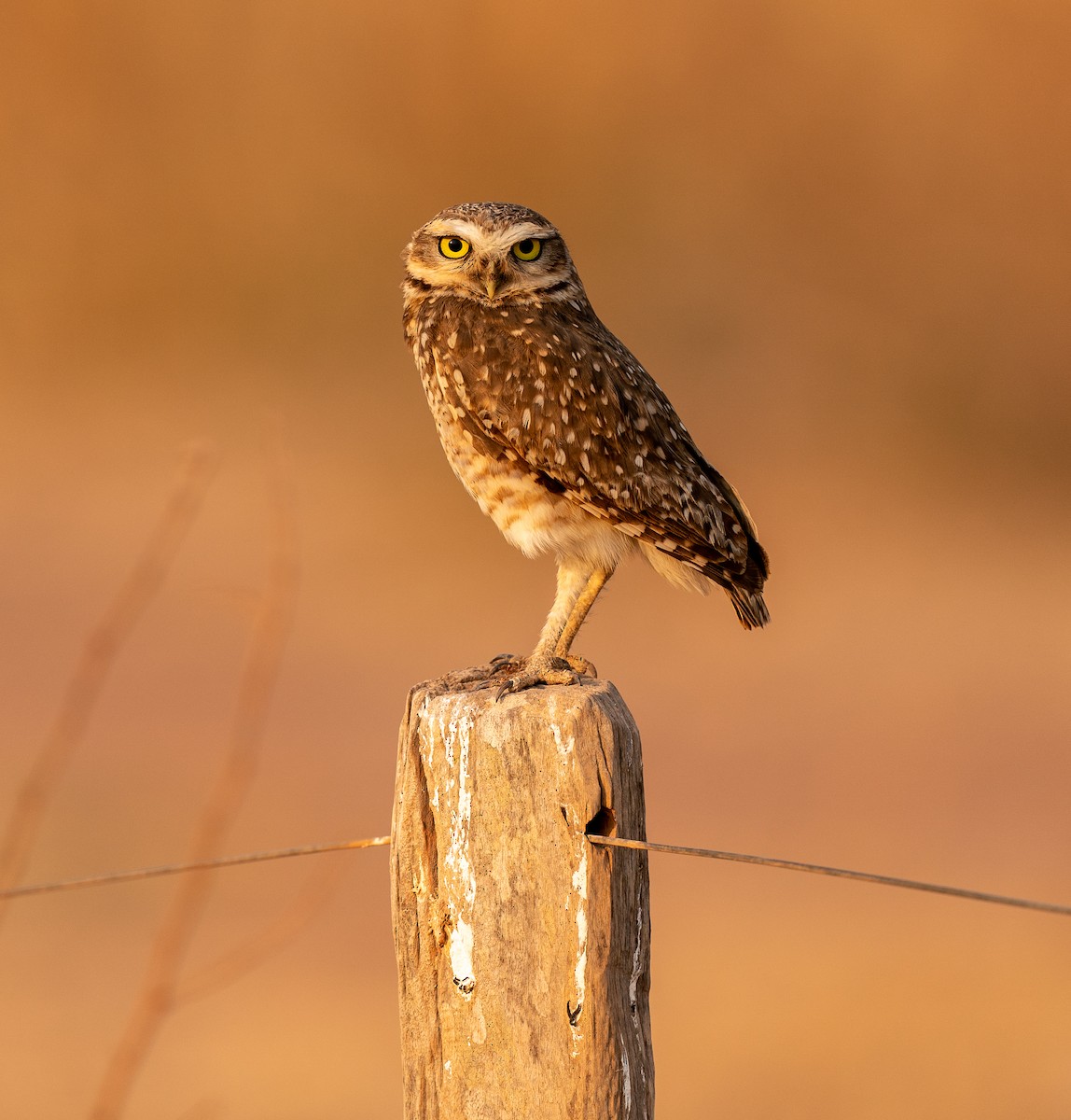 Burrowing Owl - Douglas  Denys