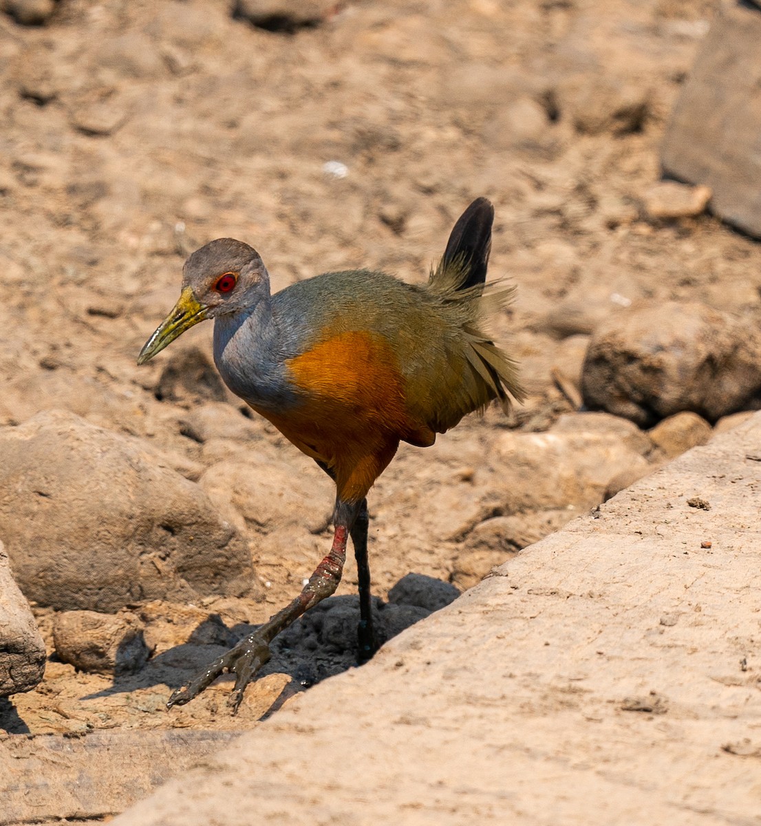 Gray-cowled Wood-Rail - ML383248311
