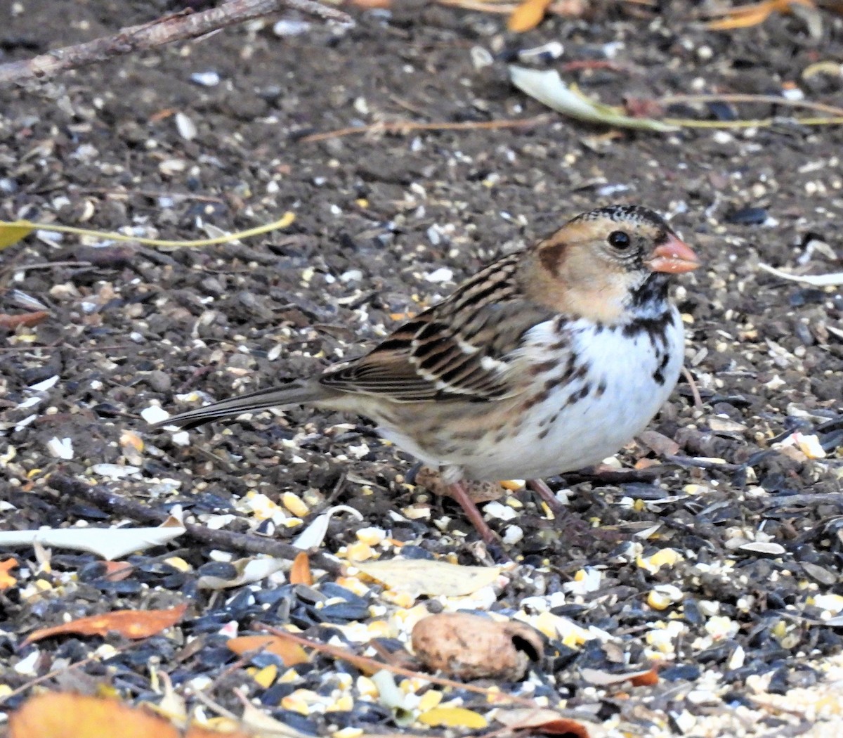Harris's Sparrow - ML383248371