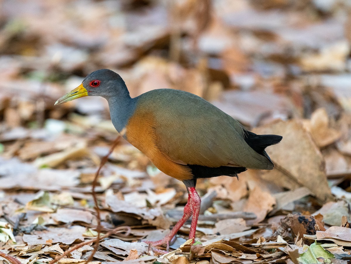 Gray-cowled Wood-Rail - ML383248381