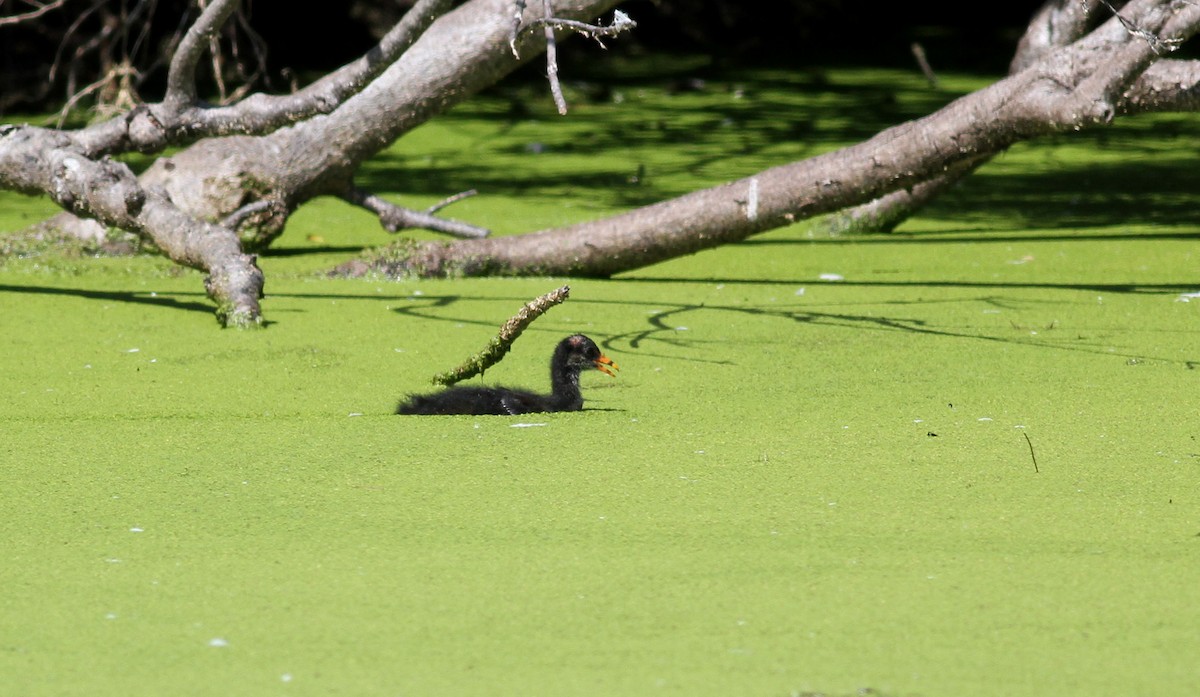 Gallinule d'Amérique - ML38324891