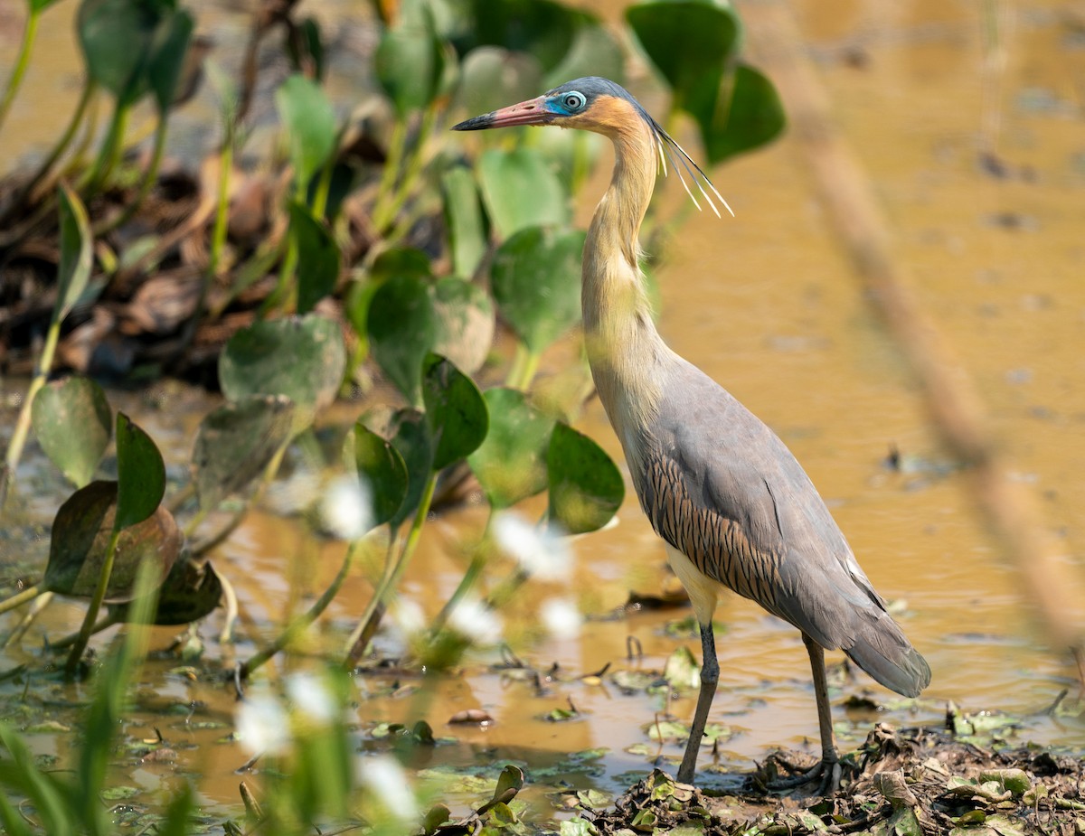 Whistling Heron - ML383249611