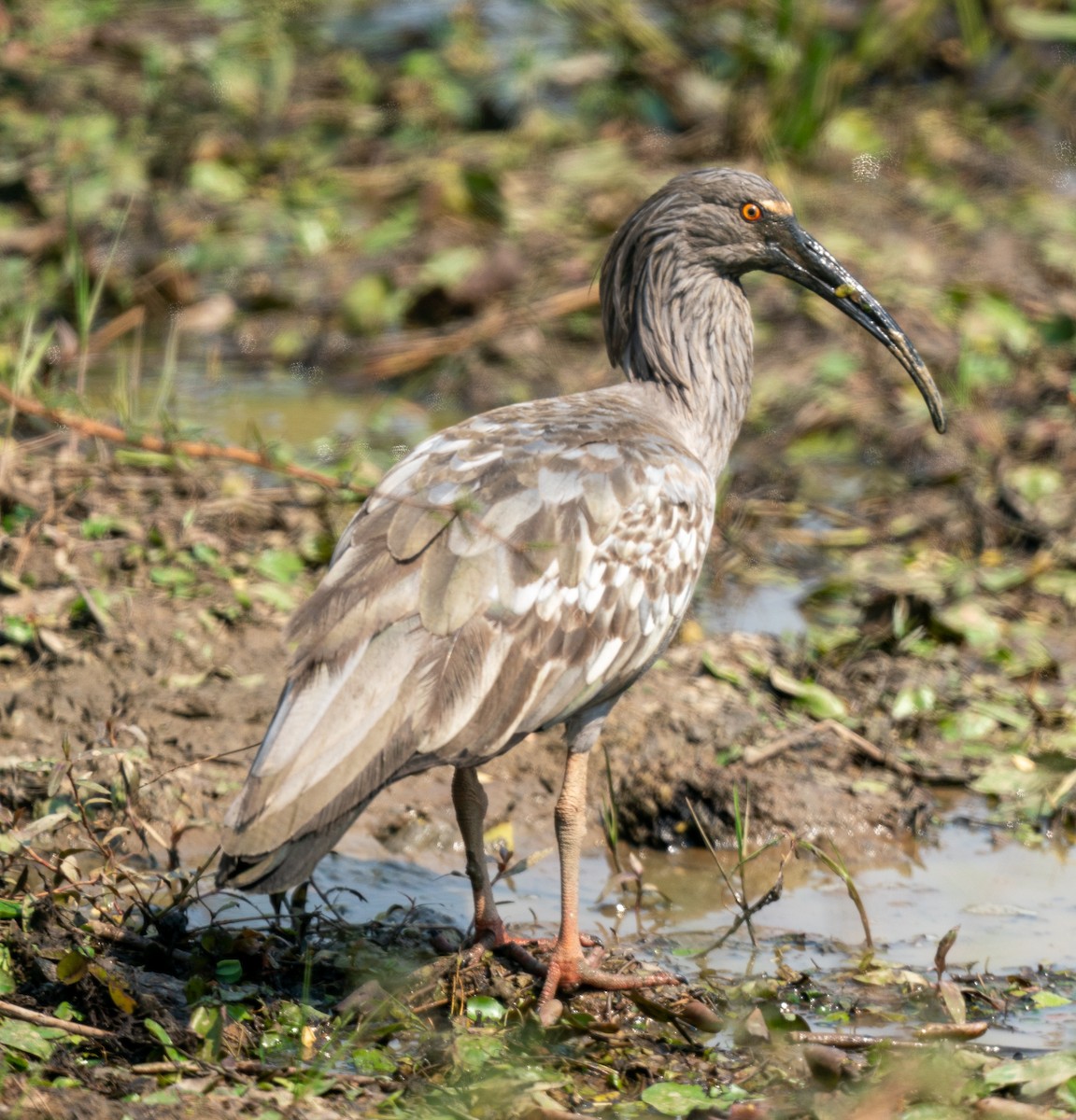 Plumbeous Ibis - ML383249751