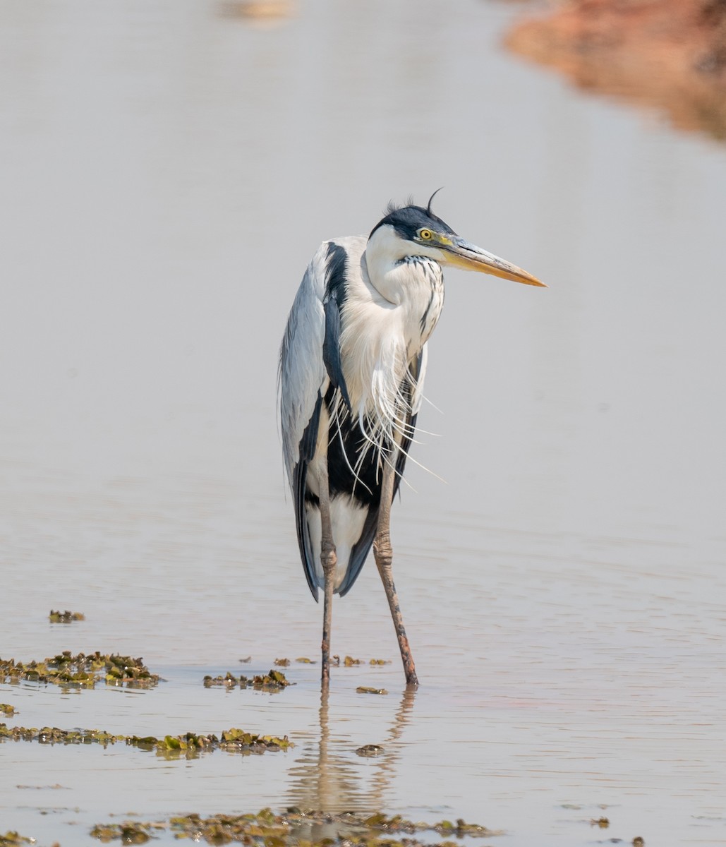 Cocoi Heron - ML383249911