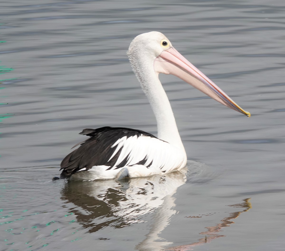 Australian Pelican - ML383250111