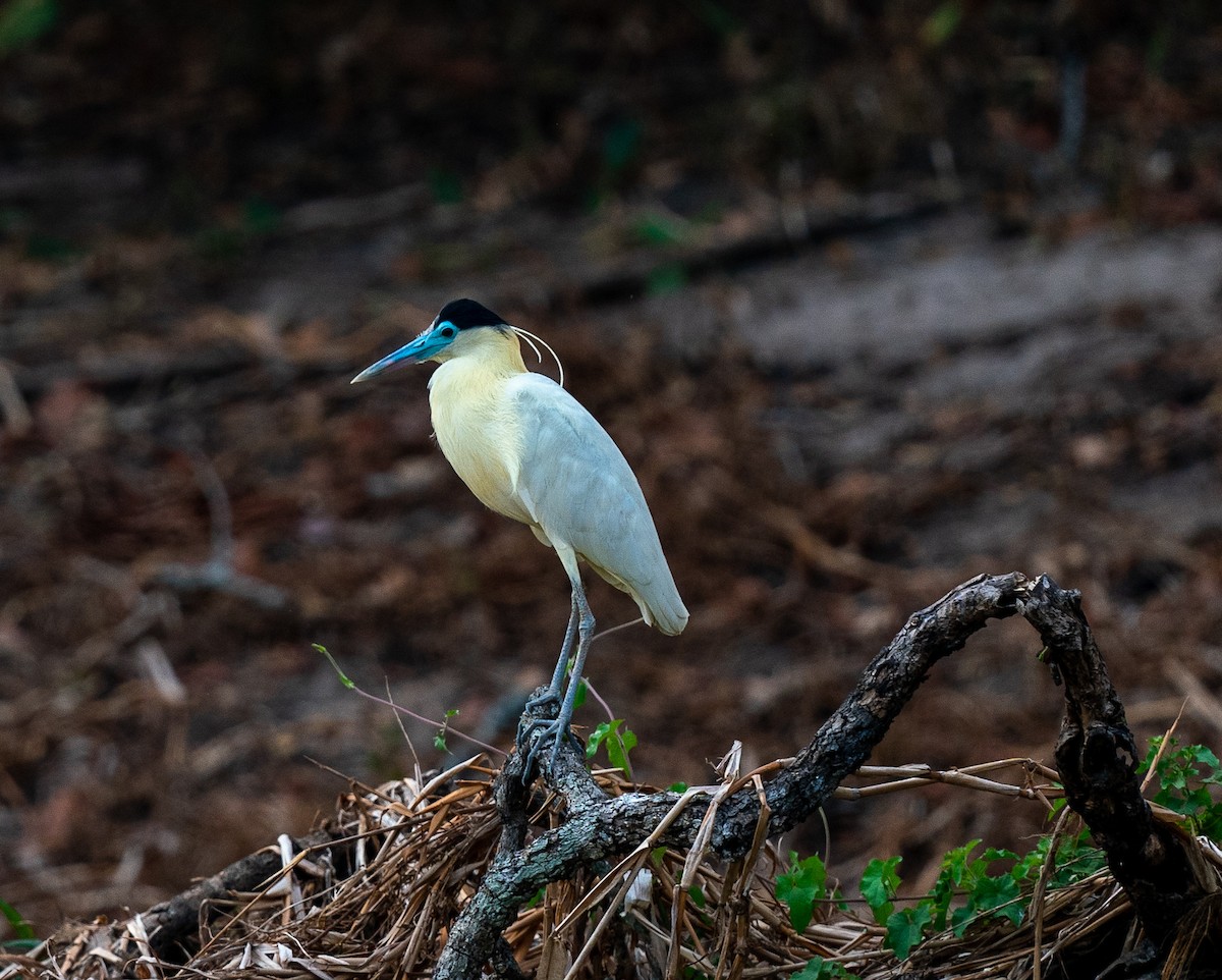 Capped Heron - ML383250221