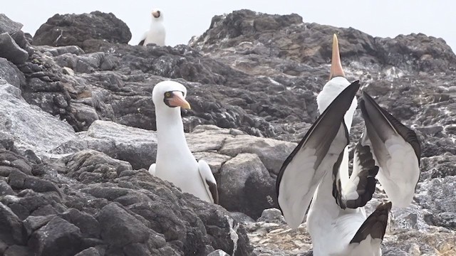 Nazca Booby - ML383250261