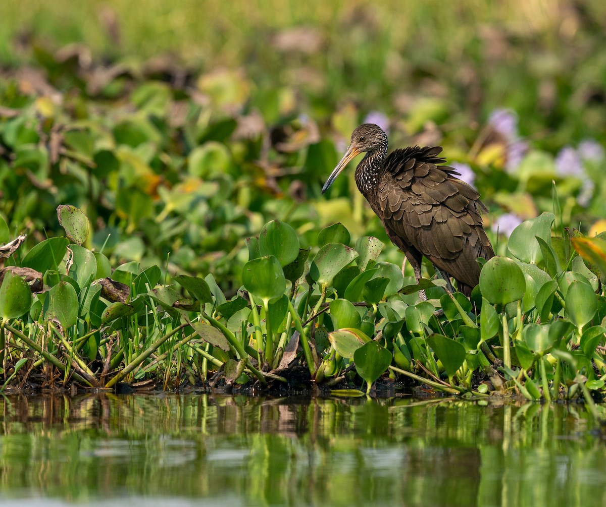 Limpkin - ML383250351