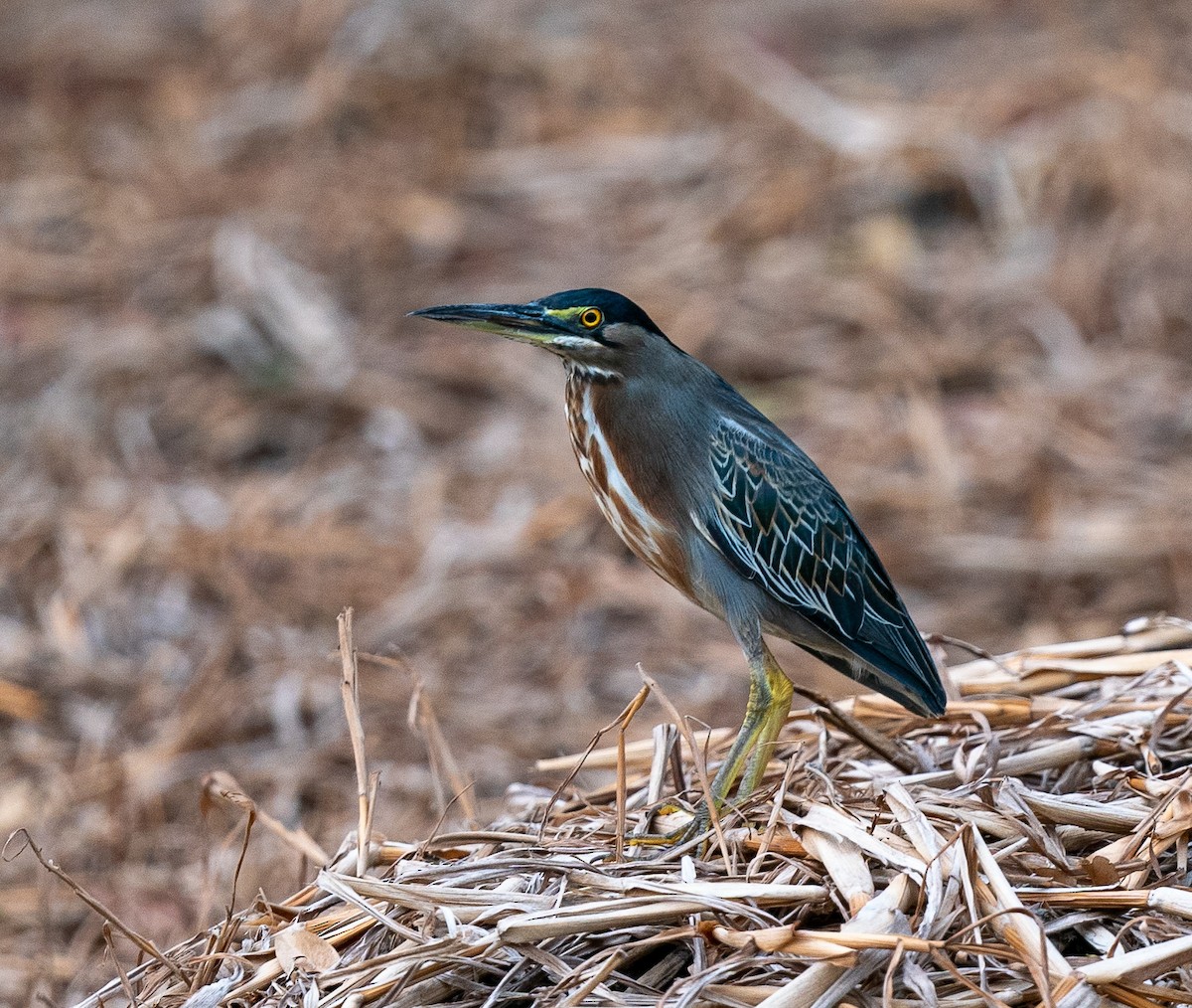 Striated Heron - ML383250681