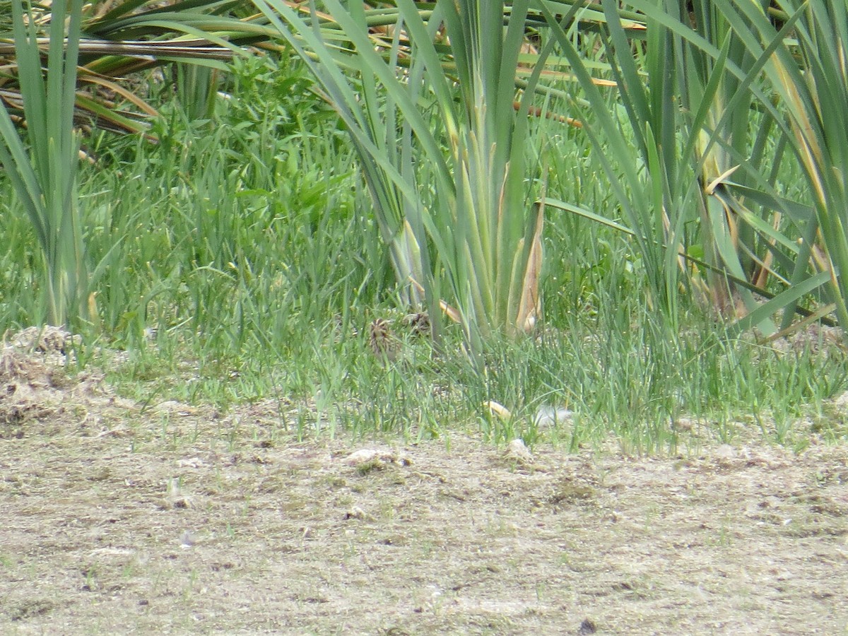 Savannah Sparrow - ML38325091