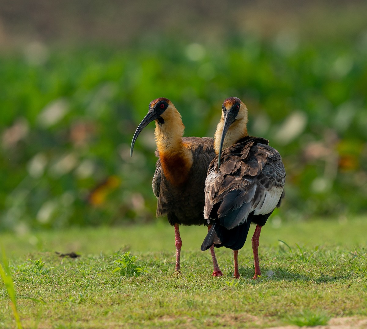 Buff-necked Ibis - ML383250961
