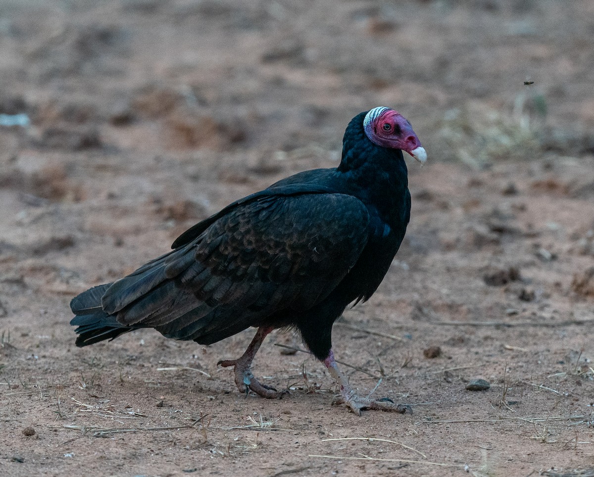 Turkey Vulture - ML383251391