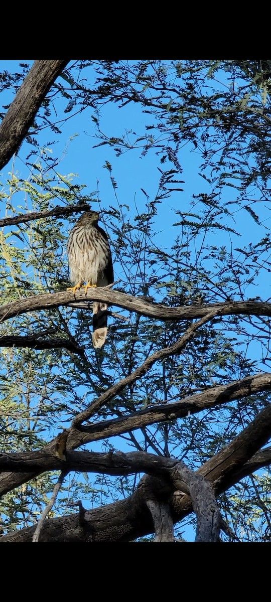 Cooper's Hawk - ML383251501