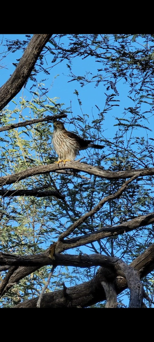 Cooper's Hawk - ML383251831