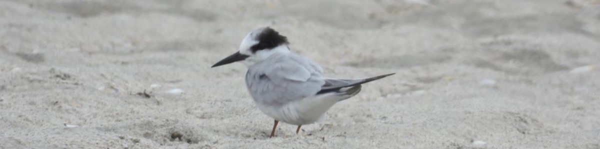 Little Tern - Mig kemp