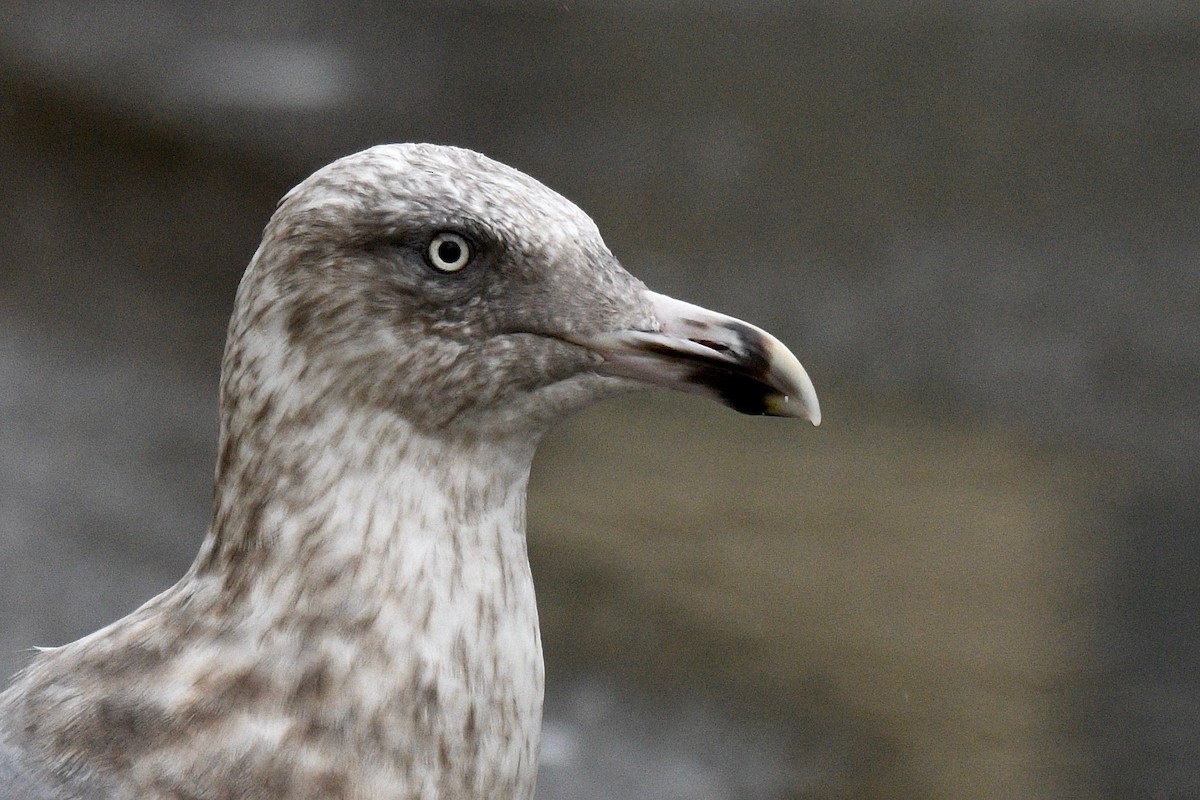 Slaty-backed Gull - Will Brooks