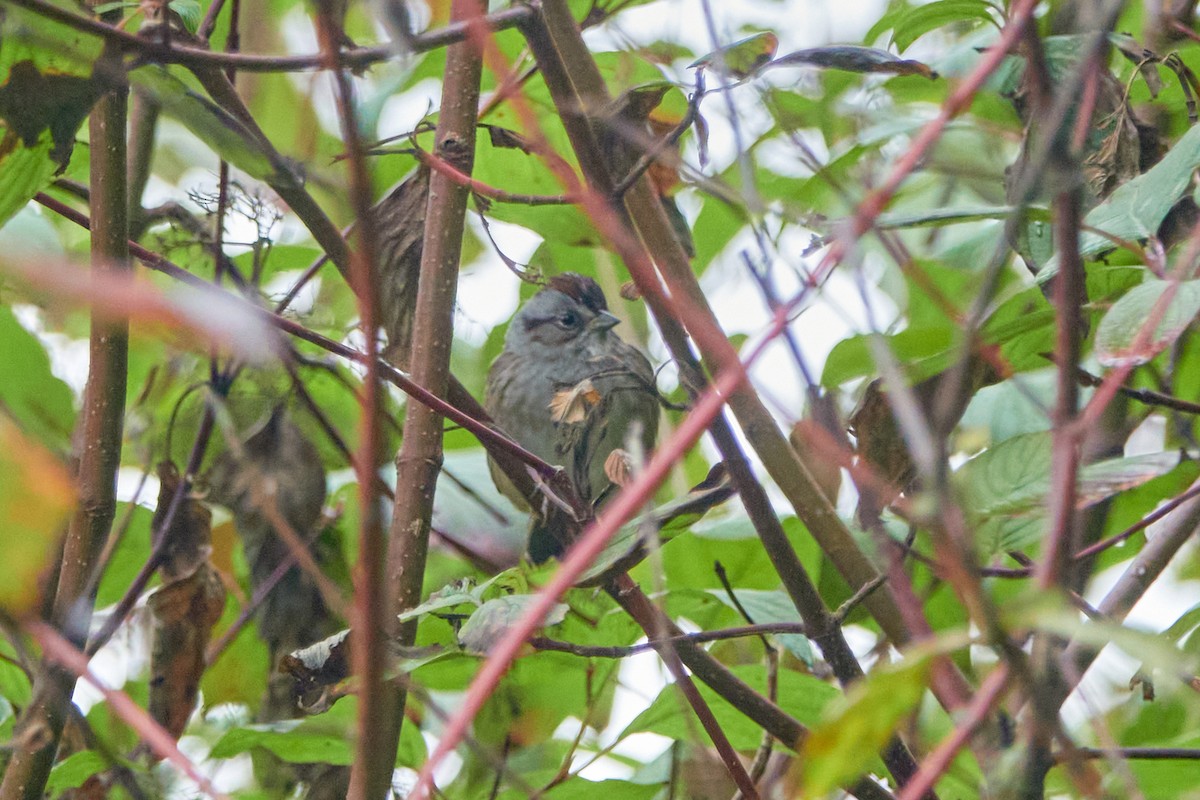 Swamp Sparrow - ML383256231