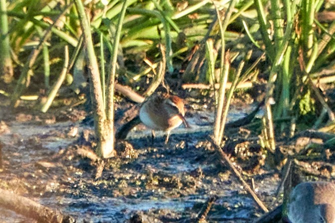 Sharp-tailed Sandpiper - ML383257171