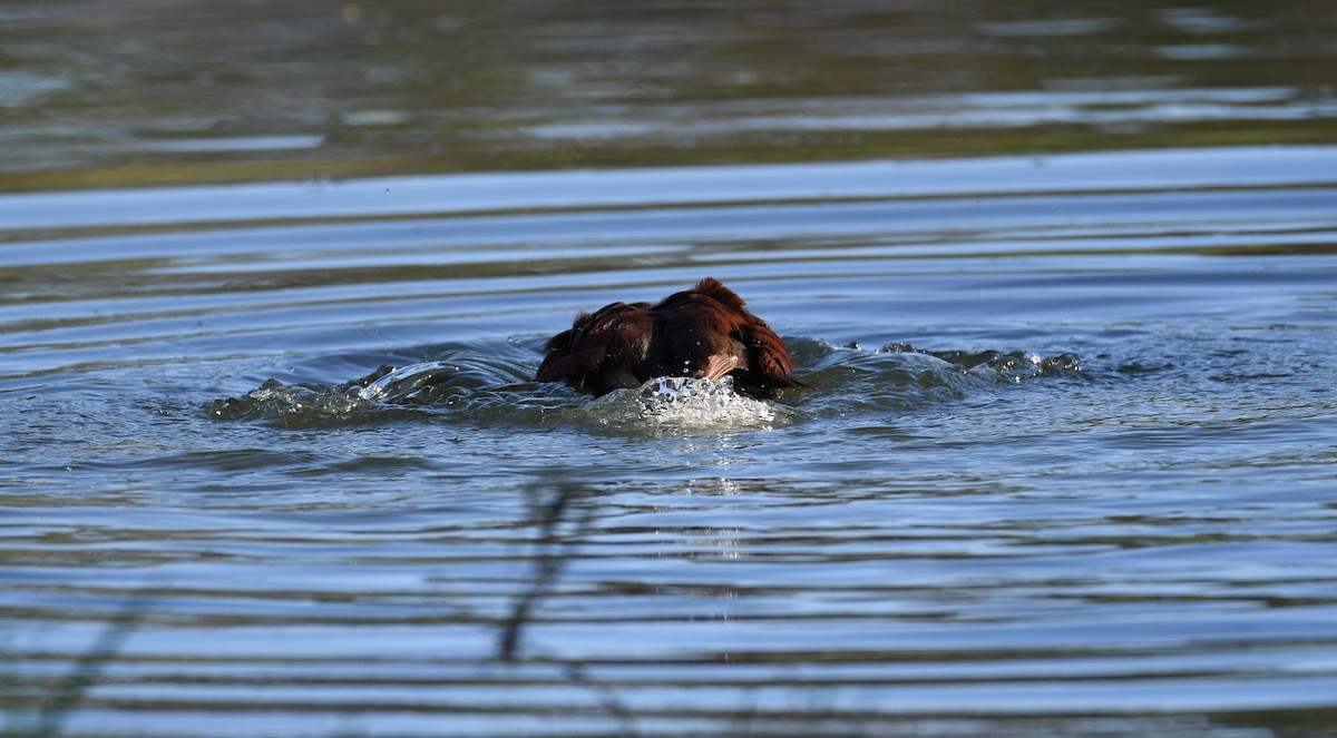 Blue-billed Duck - Michael Daley