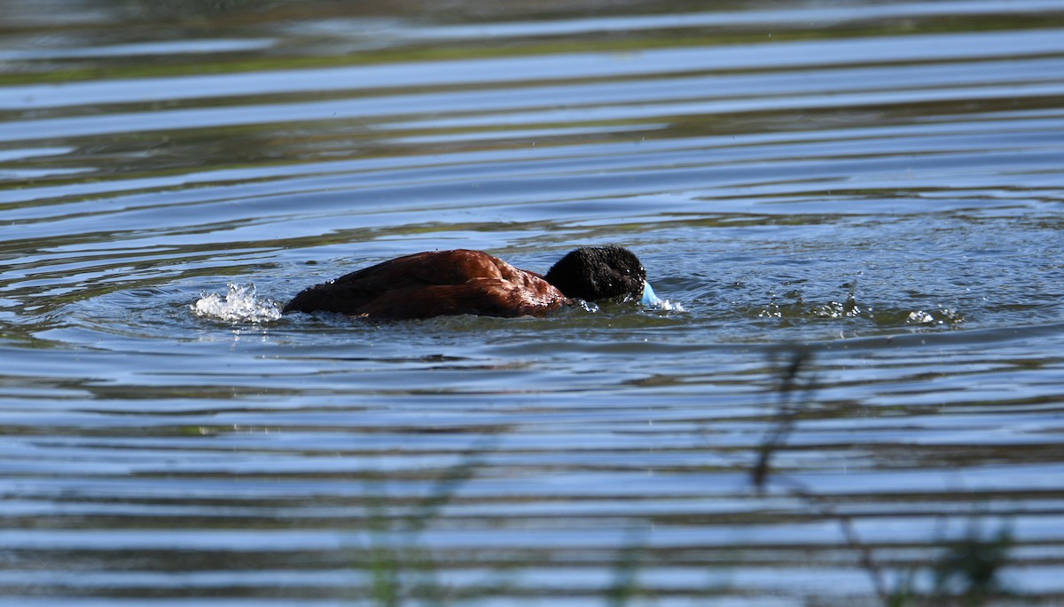 Blue-billed Duck - ML383257321