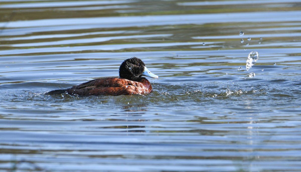 Blue-billed Duck - Michael Daley