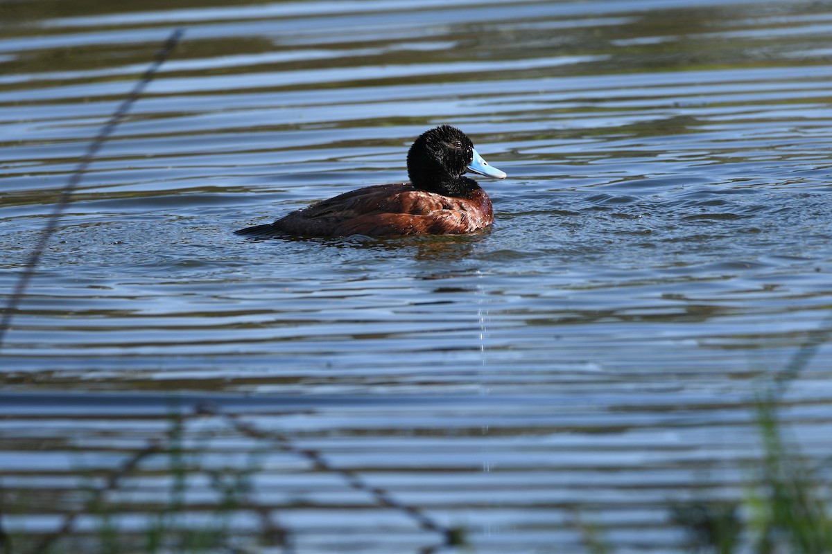 Blue-billed Duck - Michael Daley