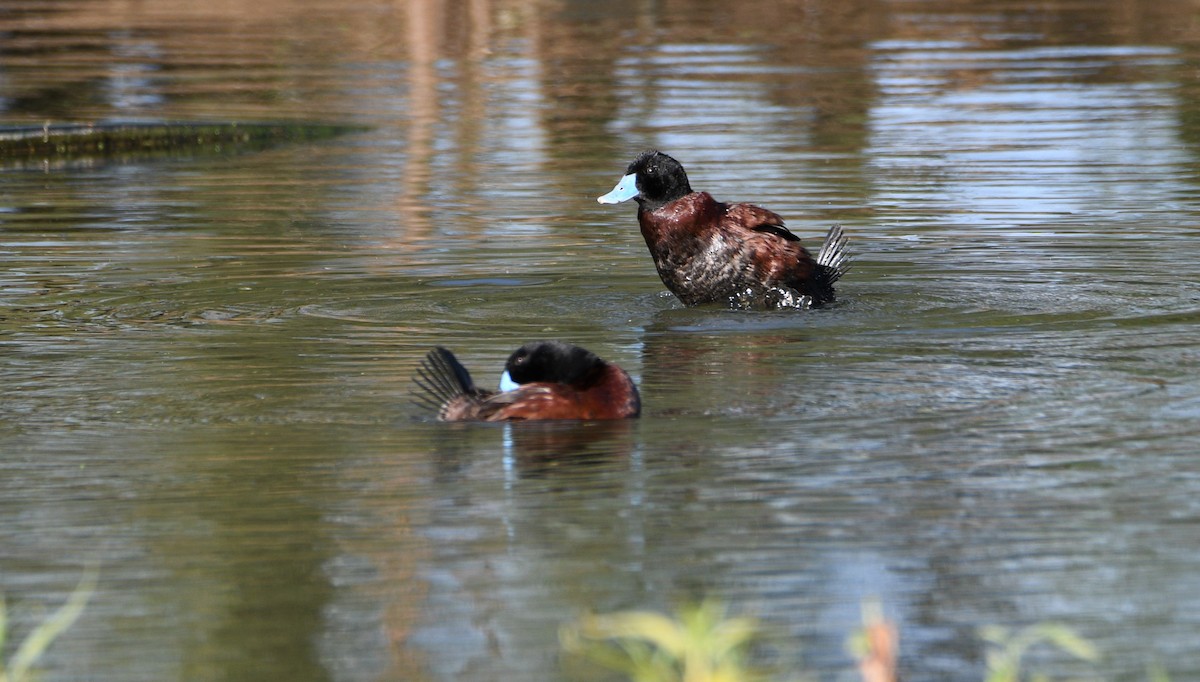 Blue-billed Duck - Michael Daley