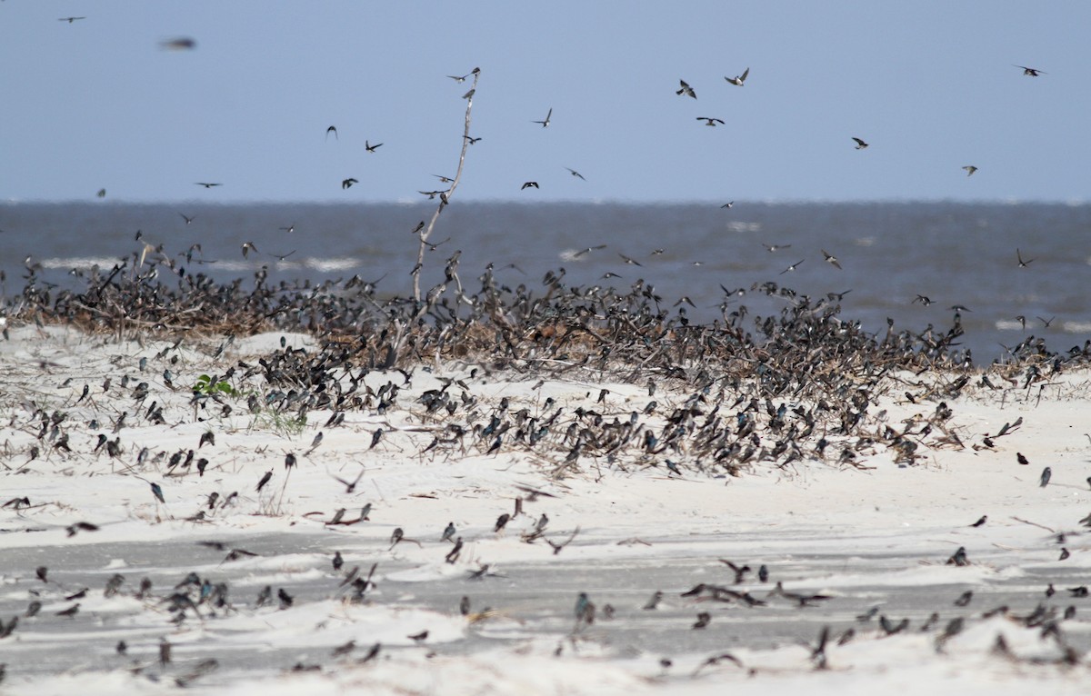 Tree Swallow - Jay McGowan