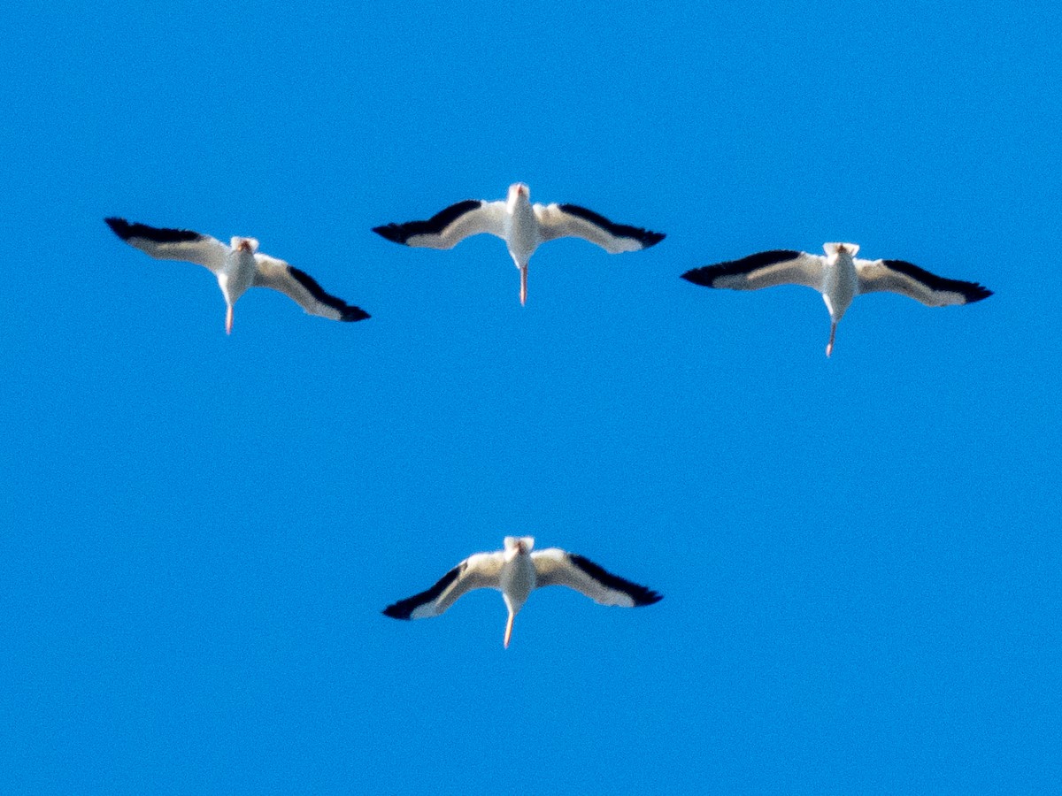 American White Pelican - ML383259171