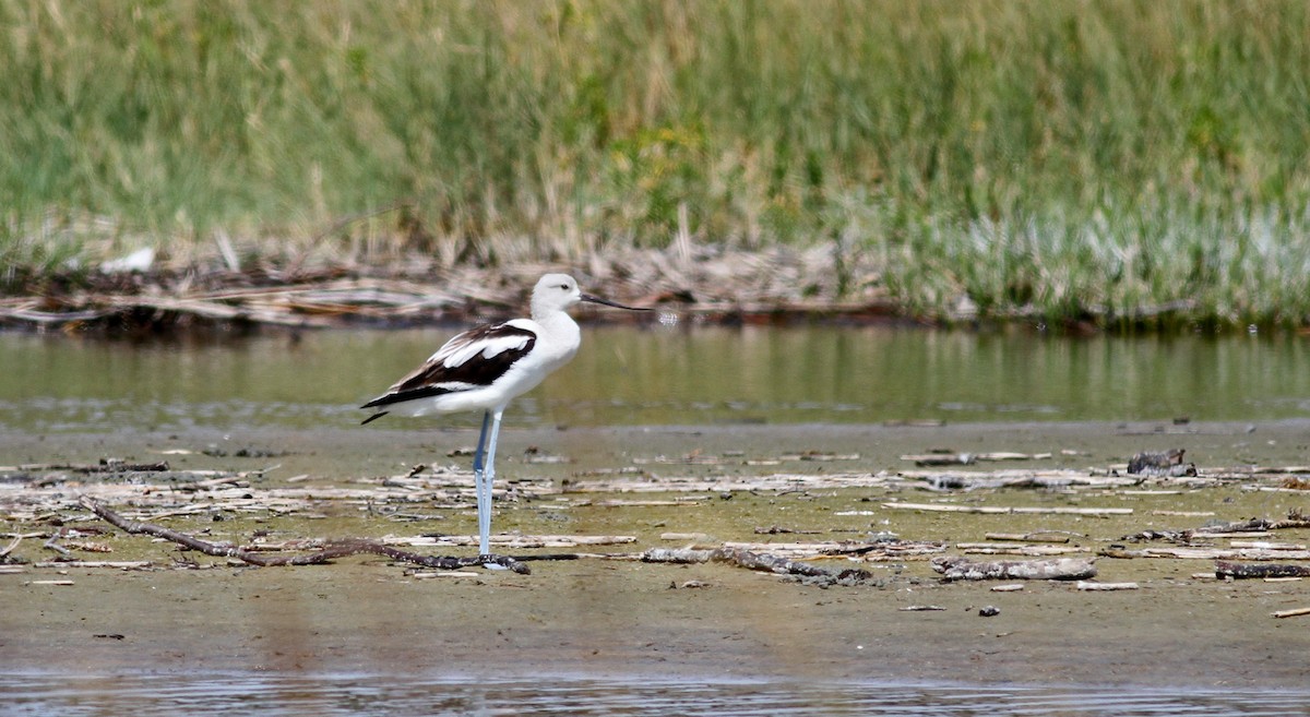 American Avocet - ML38325921