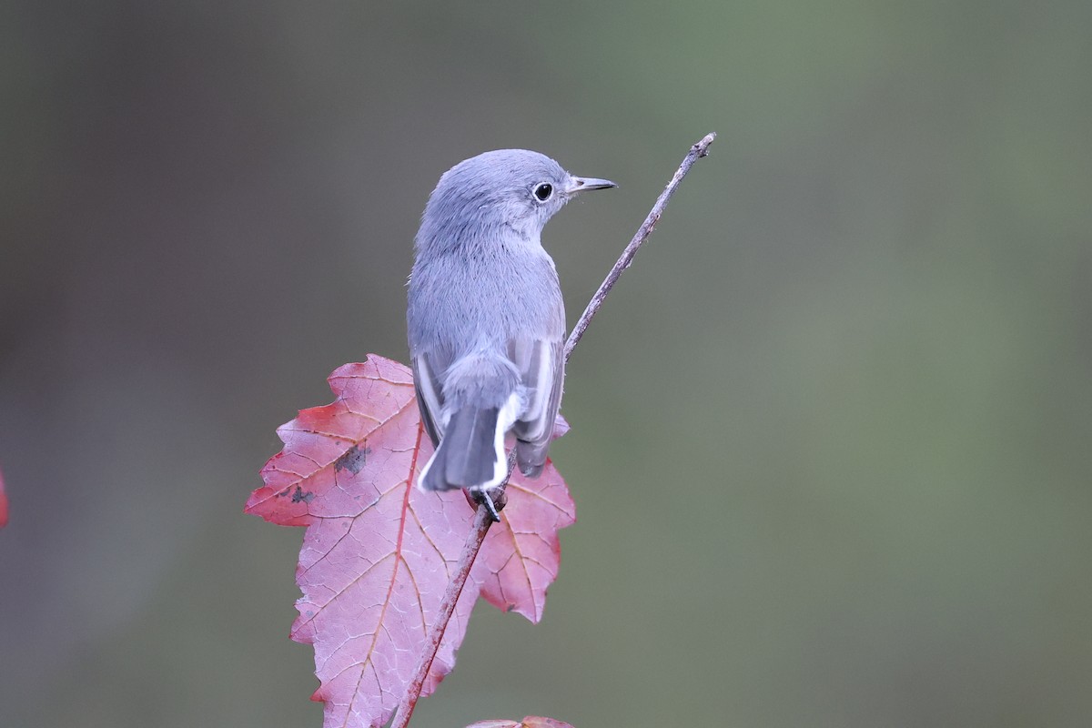 Blue-gray Gnatcatcher - ML383259731