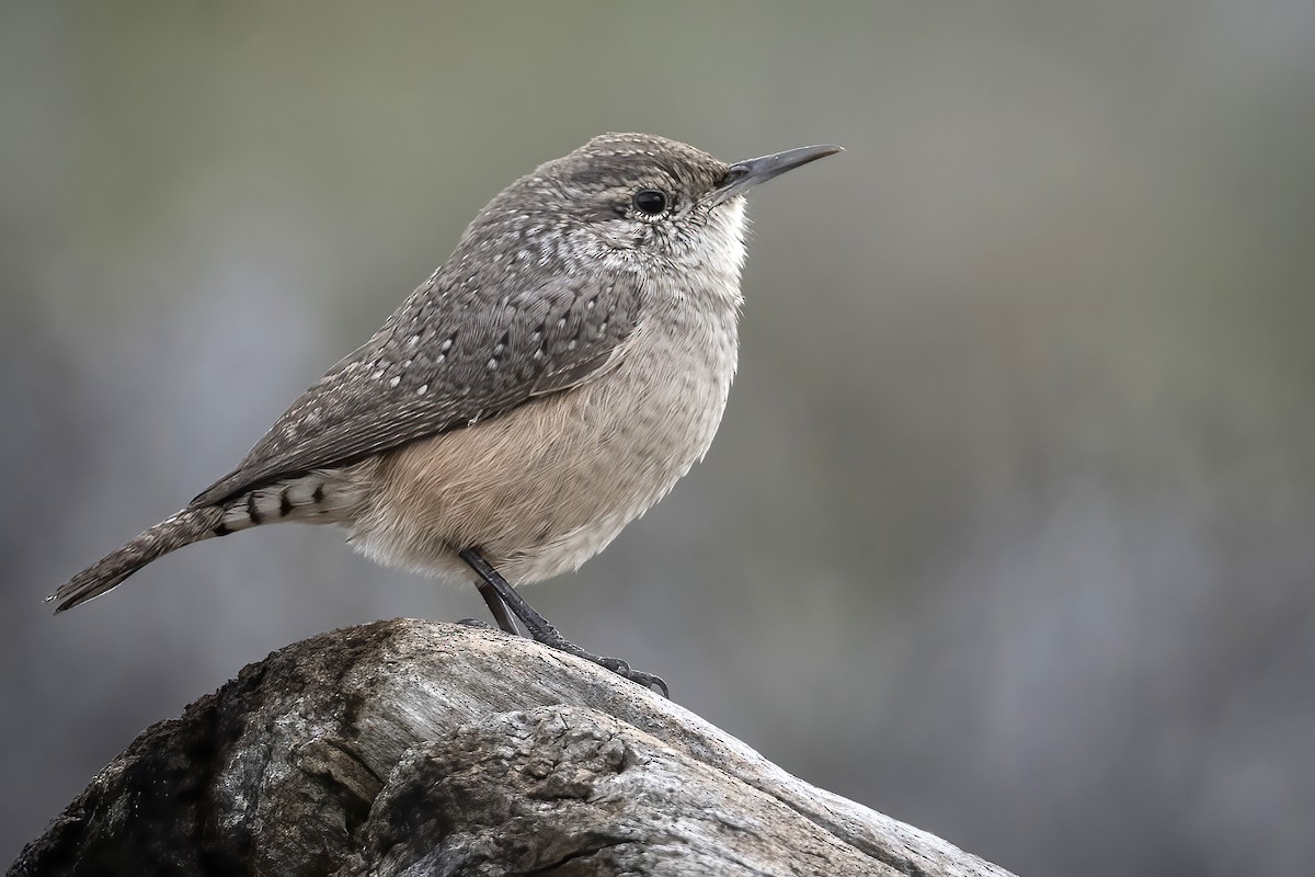 Rock Wren - John Gordon