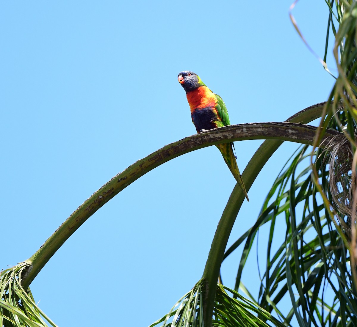 Rainbow Lorikeet - ML383262061