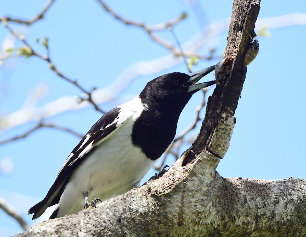 Pied Butcherbird - ML383262171