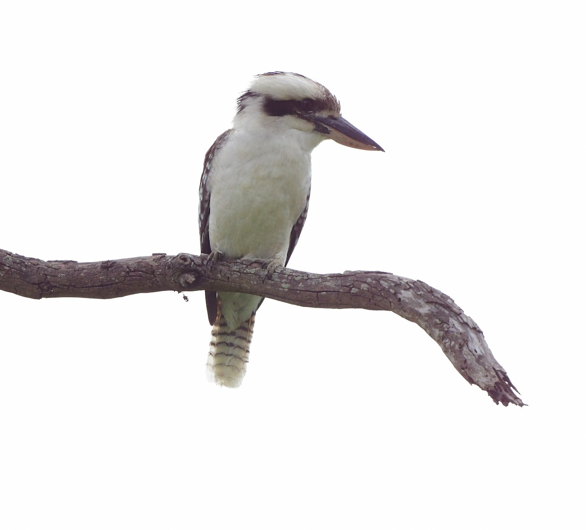 Laughing Kookaburra - ML383262251