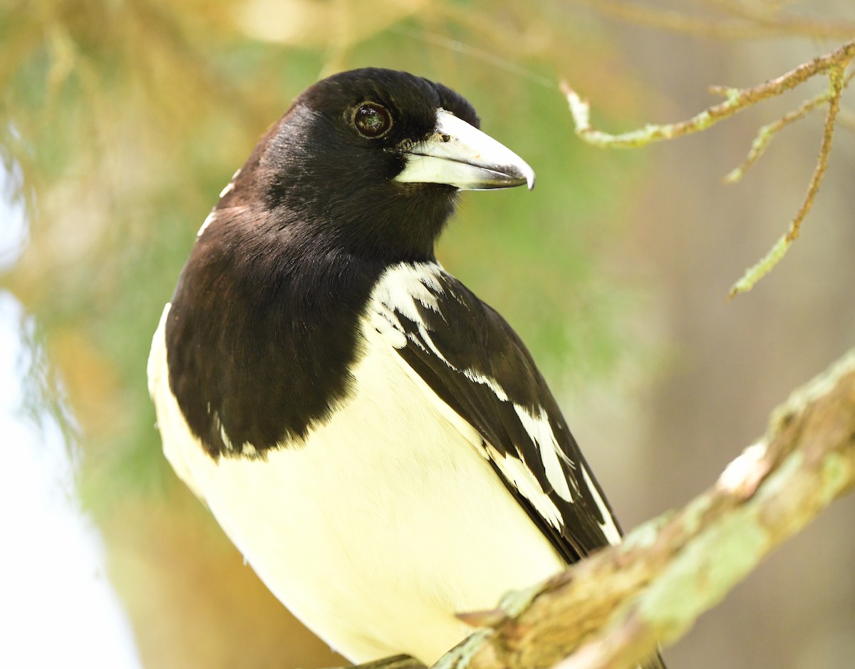 Pied Butcherbird - ML383262261