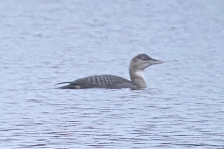 Yellow-billed Loon - Sulli Gibson