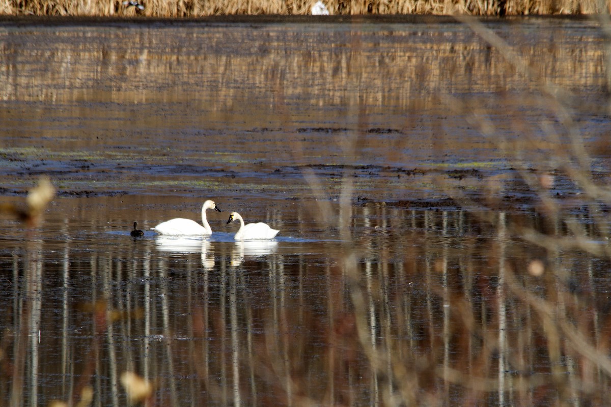 Tundra Swan - Kathleen Lindsay