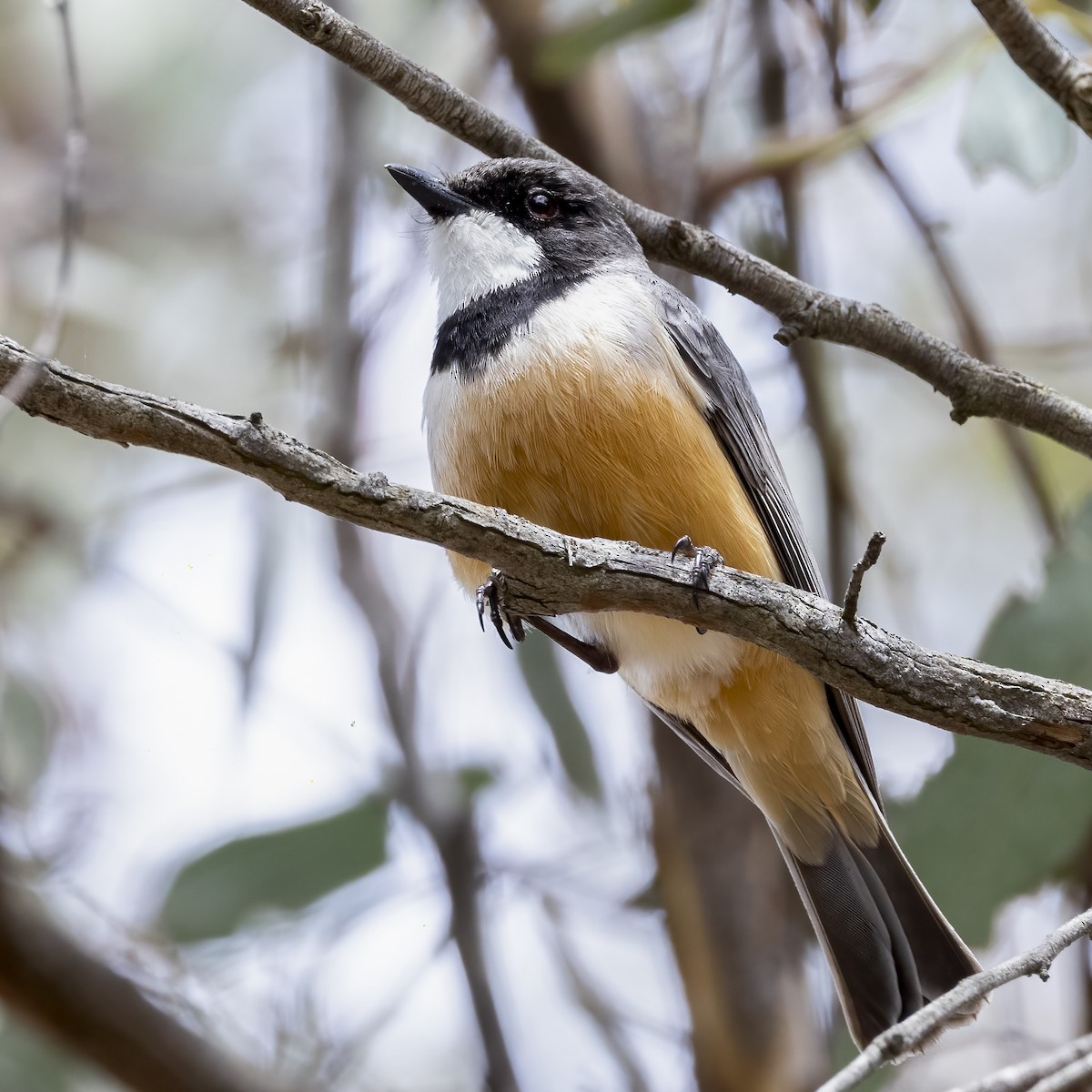 Rufous Whistler - ML383265161