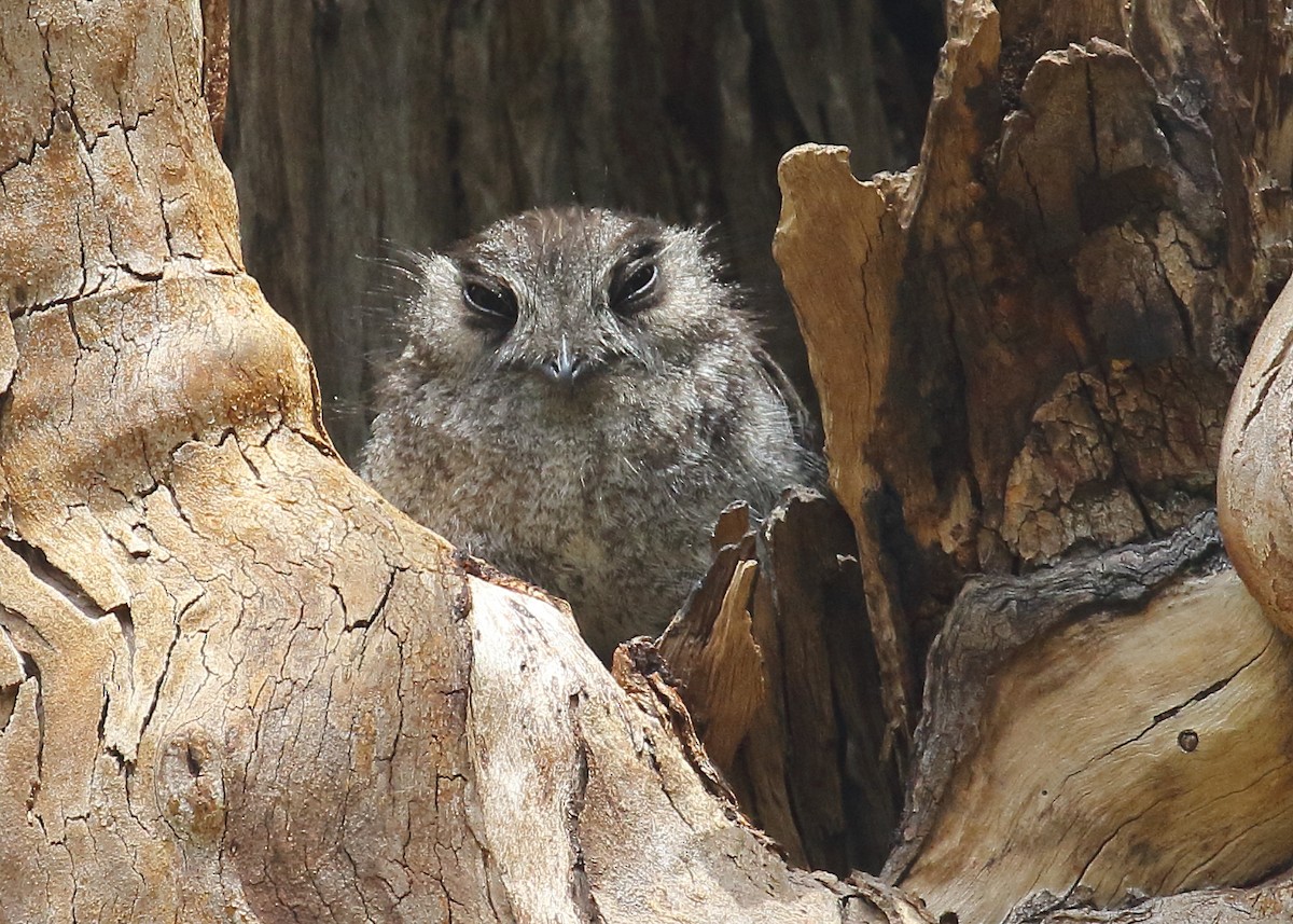 Australian Owlet-nightjar - Michael Rutkowski