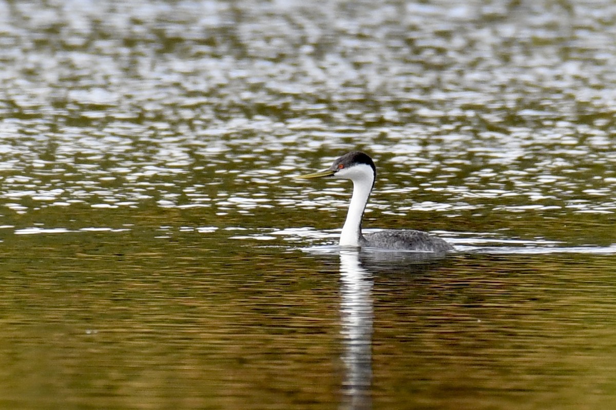 Western Grebe - Della Alcorn