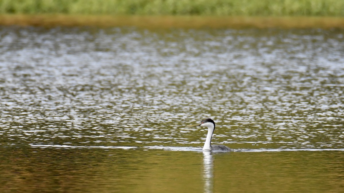 Western Grebe - Della Alcorn